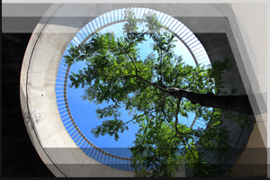 Cityfoto 50 - Baum im Betonloch