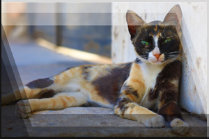 Katzenfoto 05