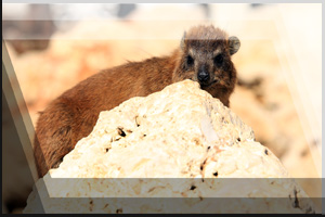 Tierfoto 02 - Klippschliefer hinter Felsen