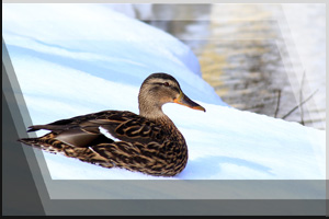 Tierfoto 14 - Ente im Schnee