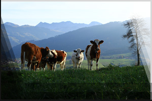 Tierfoto 09 - Khe auf einer Weide in den Bergen