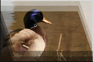 Tierfoto 18 - Ente im Wasser