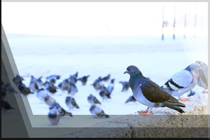 Tierfoto 19 - Taubenschaar, viele Tauben