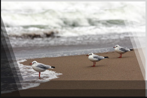 Tierfoto 27 - drei Mven am Strand