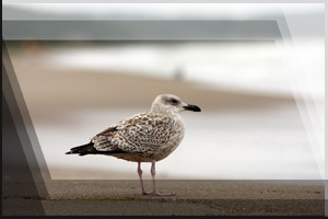 Tierfoto 26 - Mve am Strand