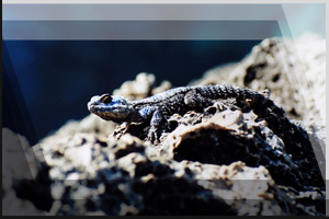 Tierfoto 15 - Echse auf Felsen